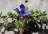Смотреть изображение Gentiana grossheimii