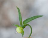 View full-size image Convolvulus siculus