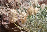 View full-size image Astragalus ellipsoideus