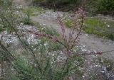 View full-size image Myricaria bracteata