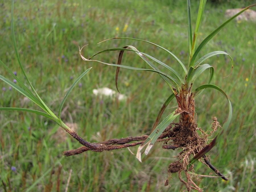 Image of Carex cuspidata specimen.