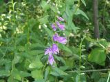 Campanula rapunculoides