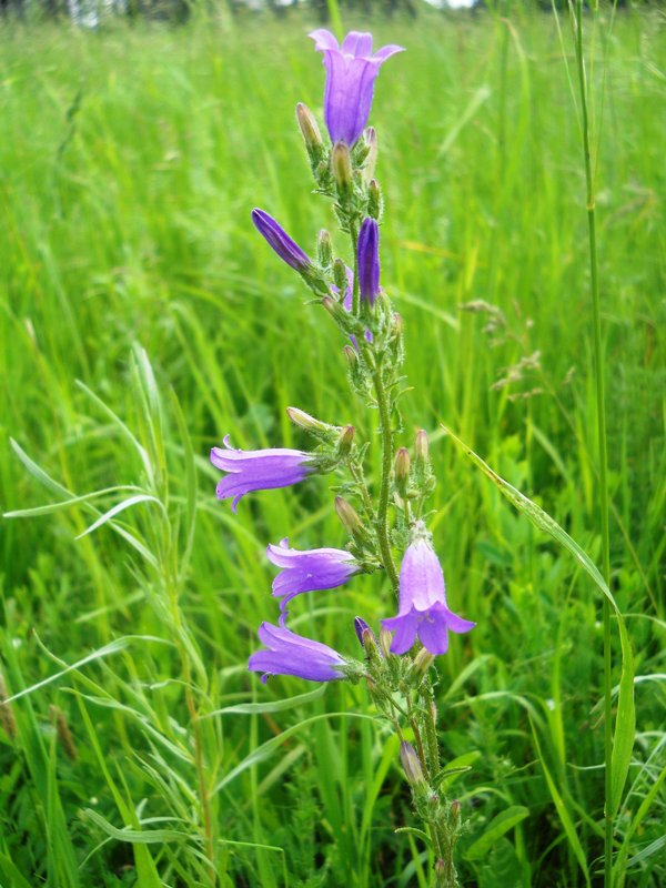 Image of Campanula sibirica specimen.