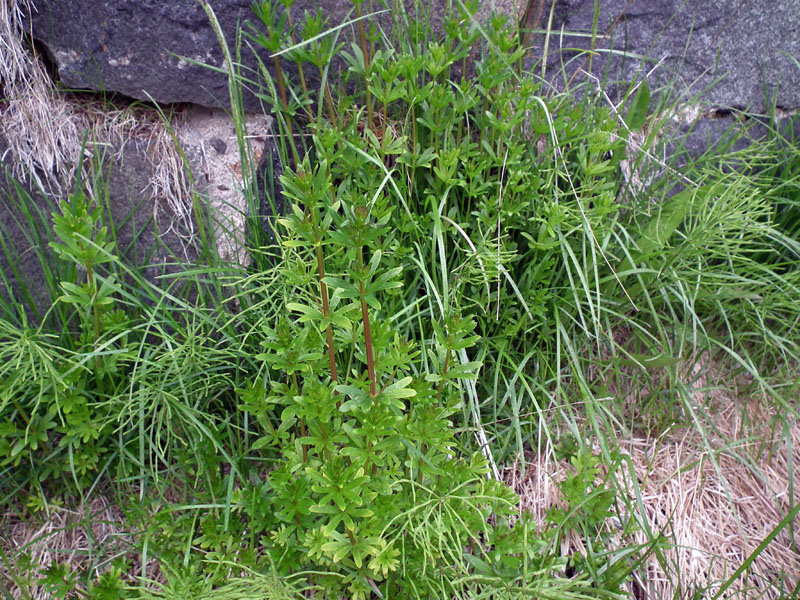 Image of Galium mollugo specimen.