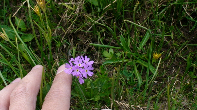 Изображение особи Primula algida.