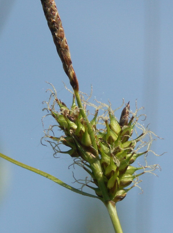 Image of Carex hostiana specimen.