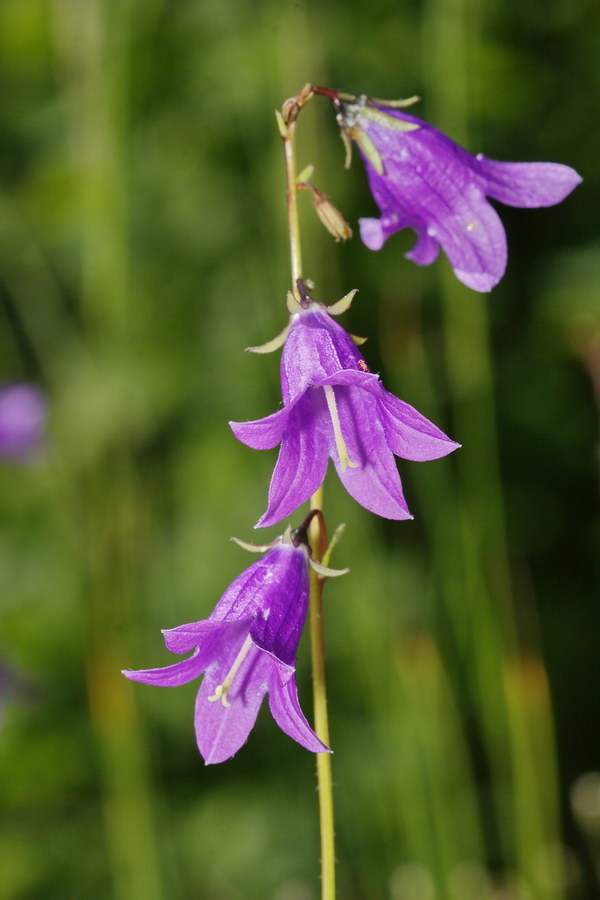 Изображение особи Campanula collina.