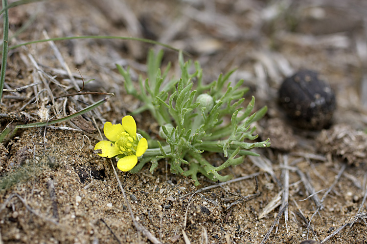 Изображение особи Ceratocephala orthoceras.