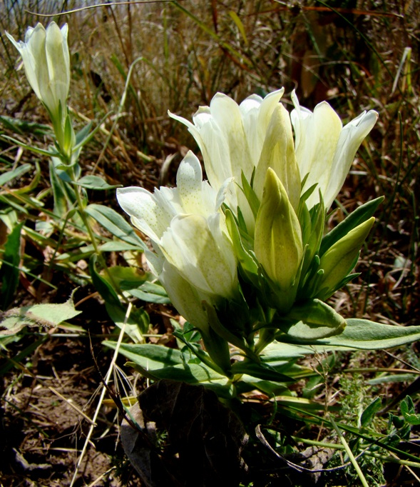 Image of Gentiana gelida specimen.