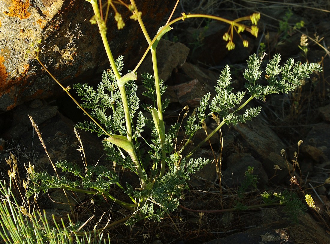 Image of familia Apiaceae specimen.