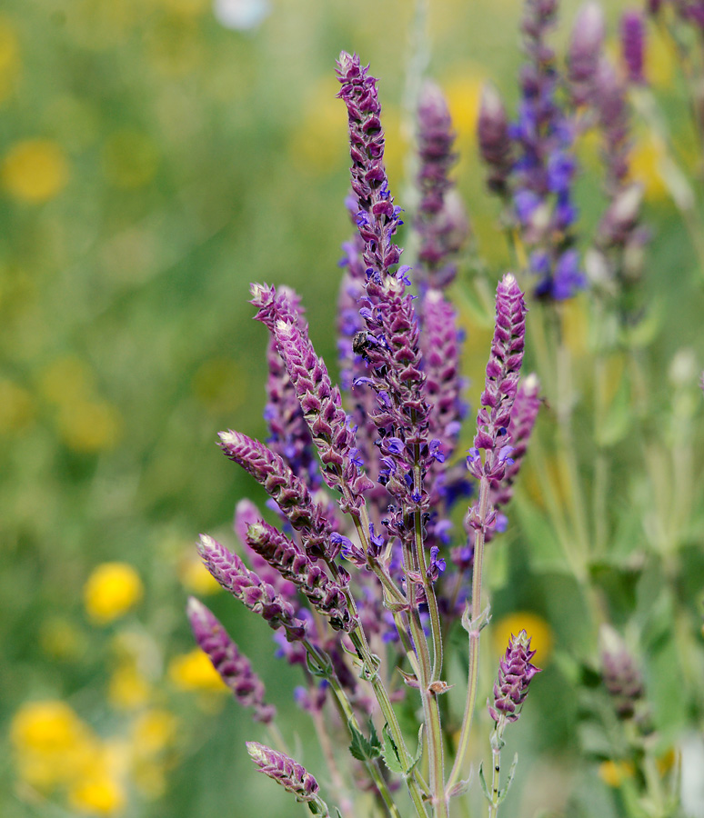 Image of Salvia tesquicola specimen.