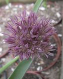Allium akaka ssp. shelkovnikovii