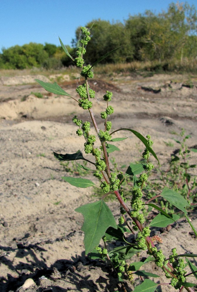 Image of genus Chenopodium specimen.