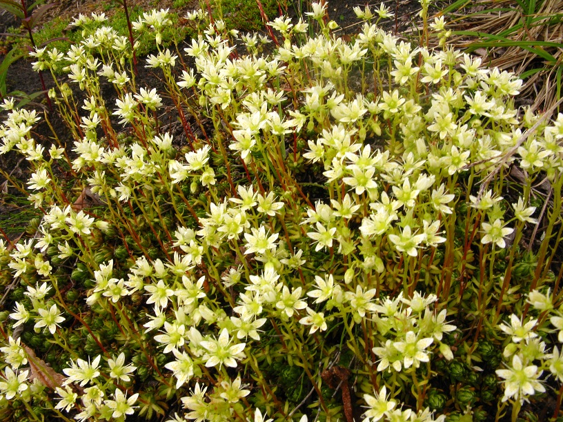 Изображение особи Saxifraga funstonii.