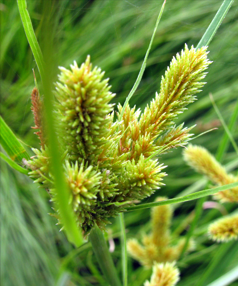 Изображение особи Cyperus glomeratus.