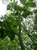Sium latifolium