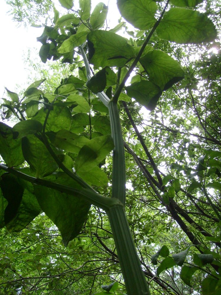 Image of Sium latifolium specimen.