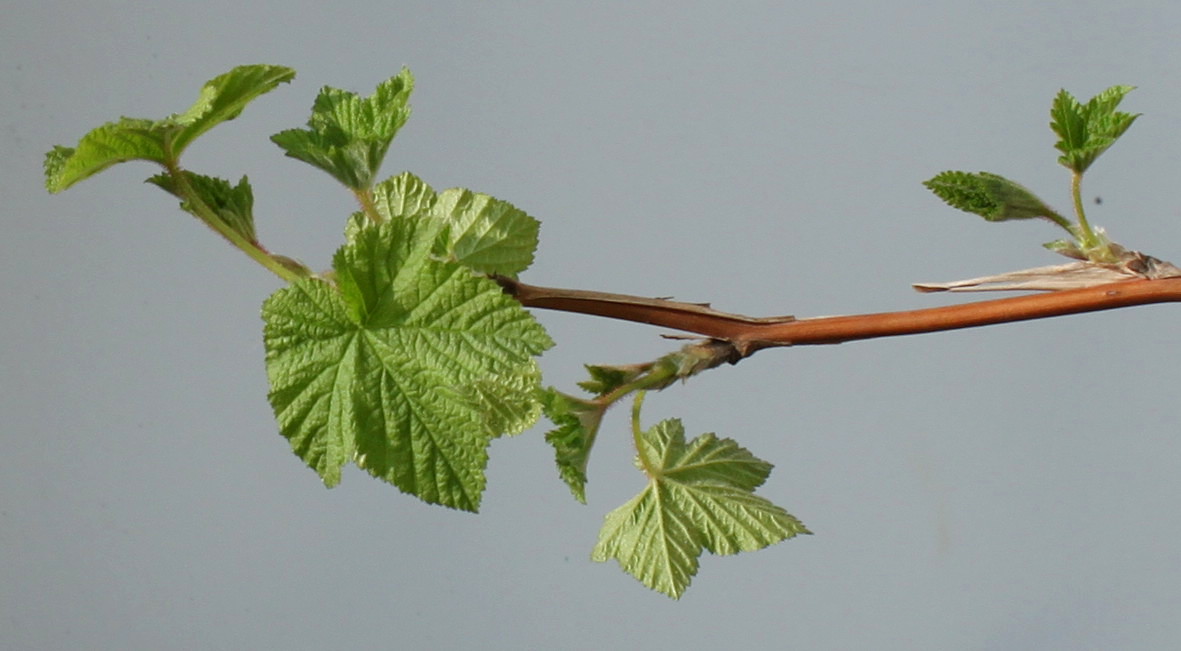 Изображение особи Rubus odoratus.