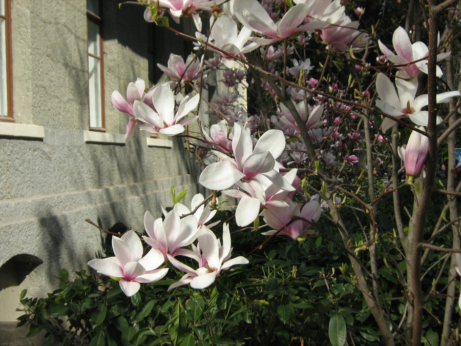 Image of Magnolia &times; soulangeana specimen.