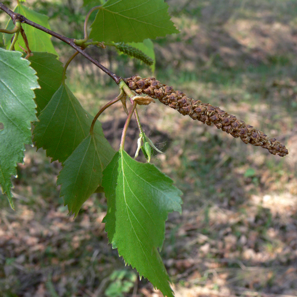 Image of Betula pendula specimen.