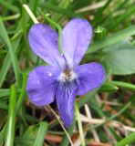Viola hirta. Цветок. Испания, Страна Басков, Арратия, природный парк Горбейа, массив Ичина. Начало мая 2012 г.