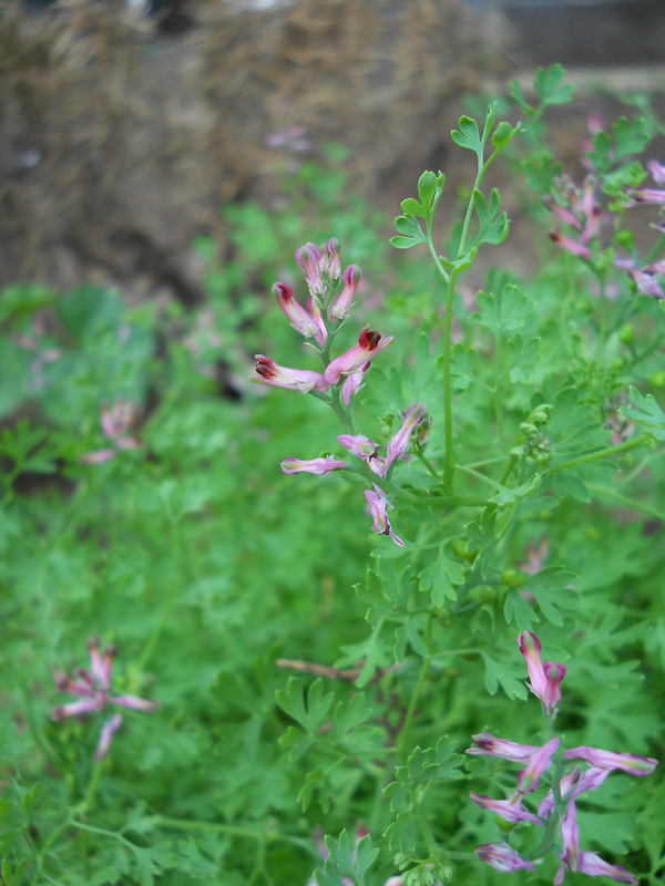 Image of Fumaria officinalis specimen.