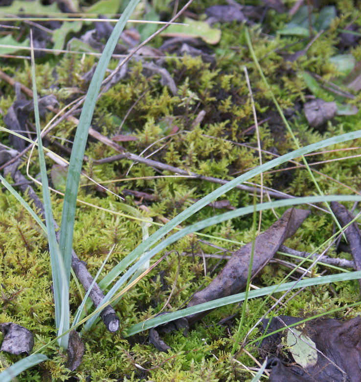 Image of Carex flacca specimen.