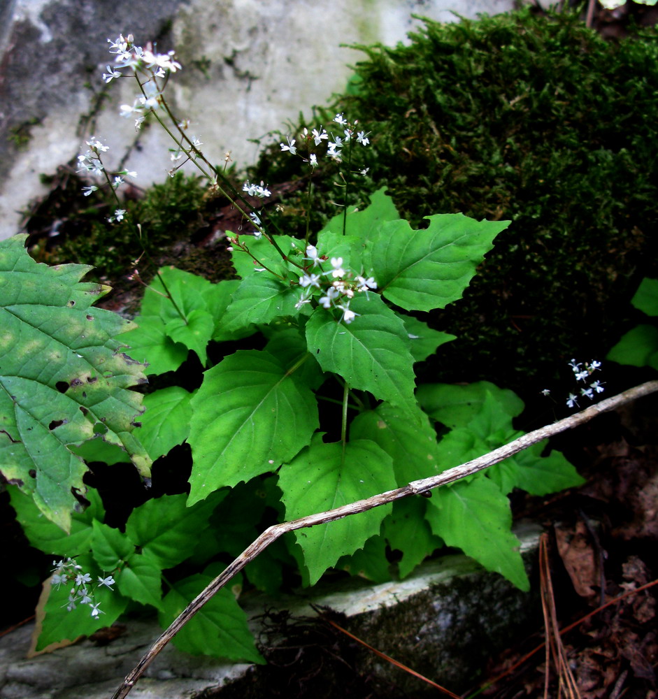 Image of Circaea caulescens specimen.