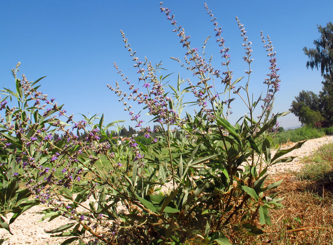 Изображение особи Vitex agnus-castus.