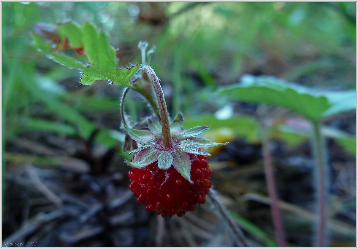 Image of Fragaria vesca specimen.