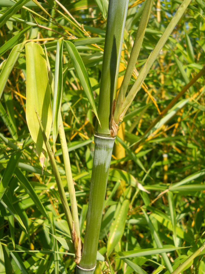 Image of Phyllostachys aurea specimen.