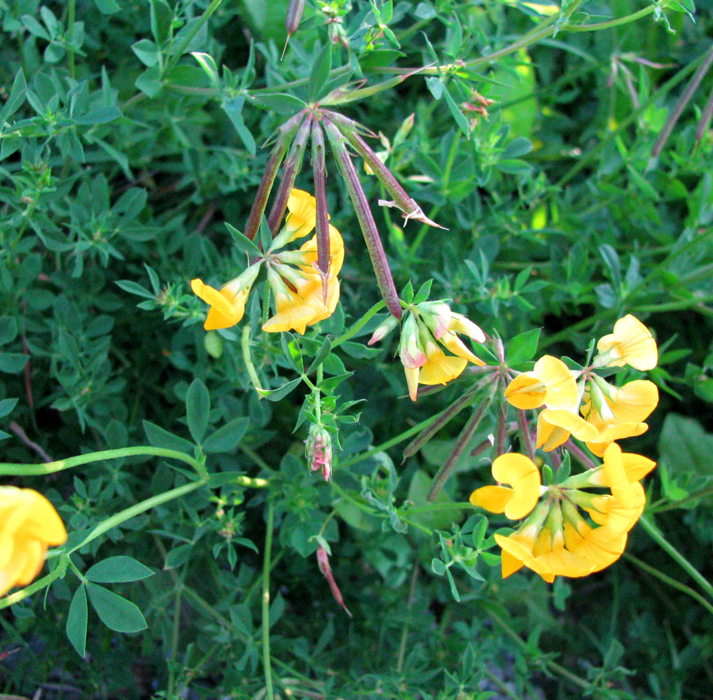 Image of Lotus corniculatus specimen.