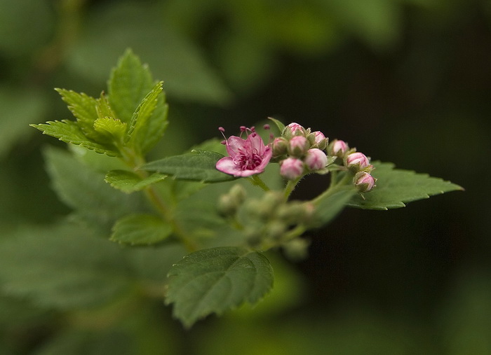 Image of Spiraea japonica specimen.