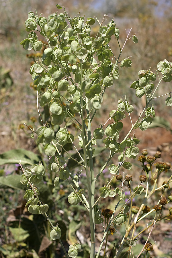 Image of Stubendorffia orientalis specimen.