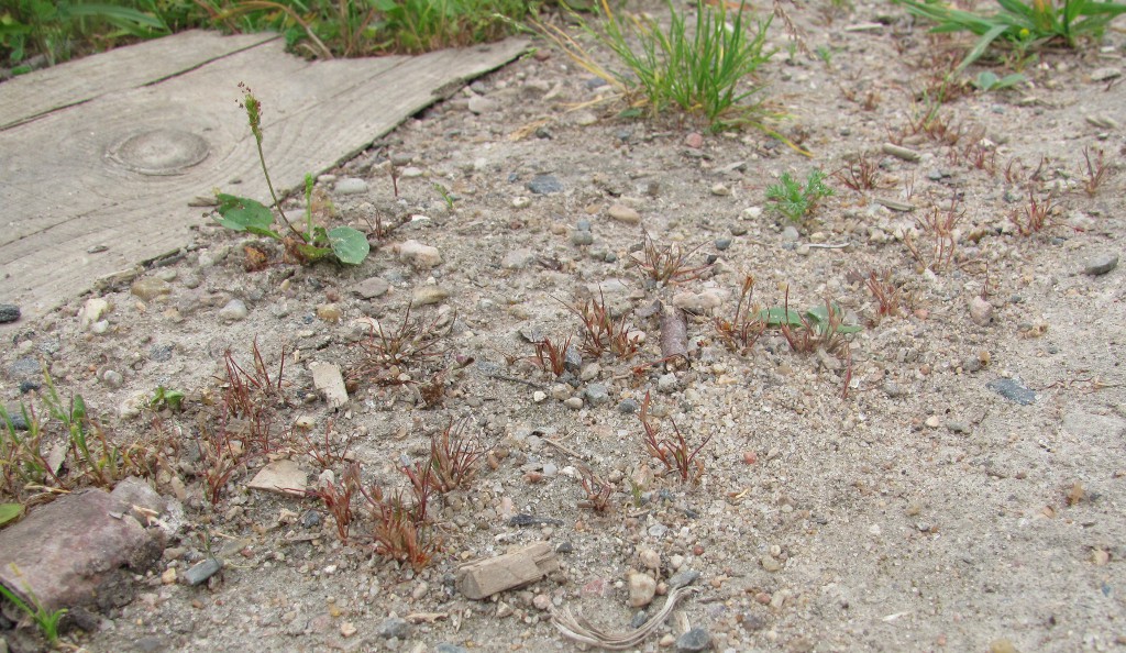 Image of Juncus minutulus specimen.