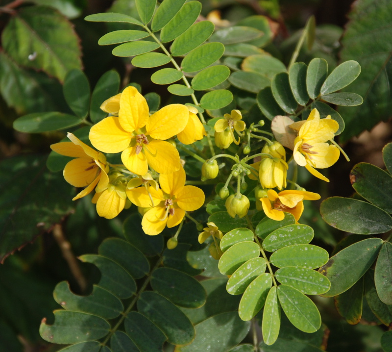 Image of Senna surattensis specimen.