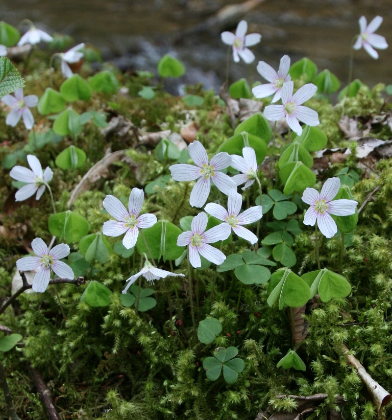 Изображение особи Oxalis acetosella.