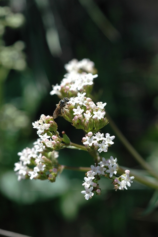 Изображение особи Valeriana ficariifolia.