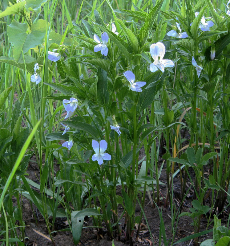 Изображение особи Viola elatior.