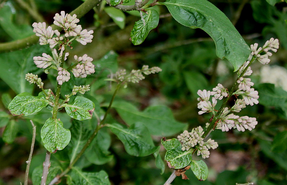 Image of Syringa wolfii specimen.