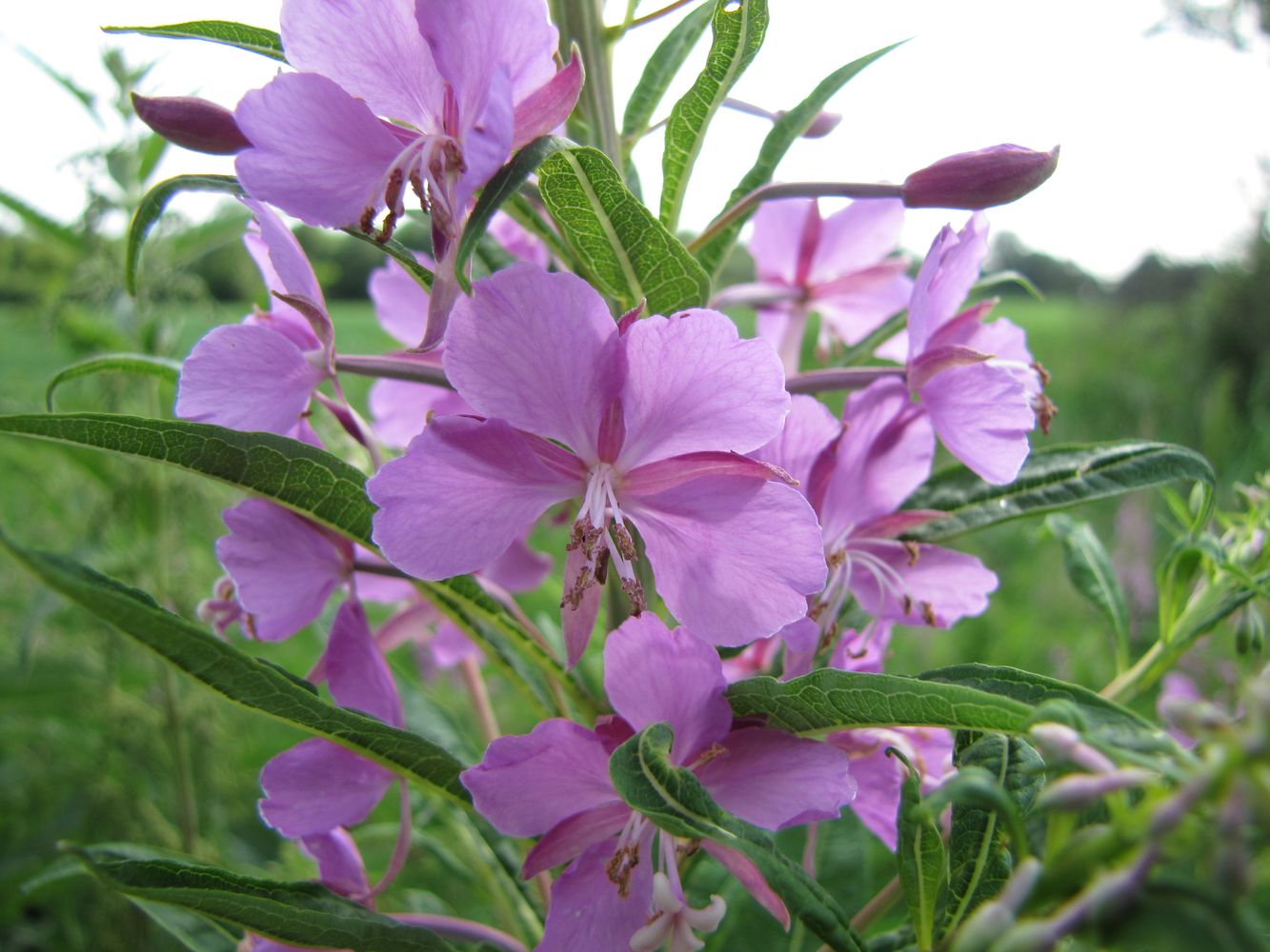 Image of Chamaenerion angustifolium specimen.