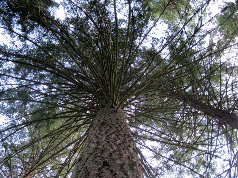 Изображение особи Pseudotsuga menziesii.