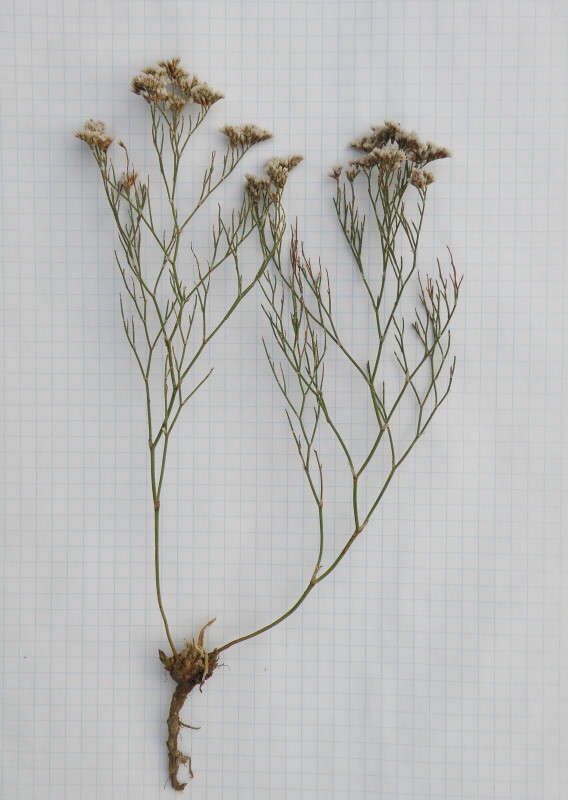 Image of Limonium caspium specimen.