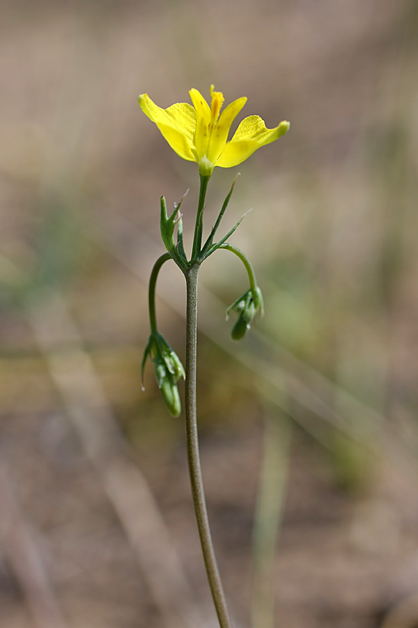 Image of Hypecoum parviflorum specimen.