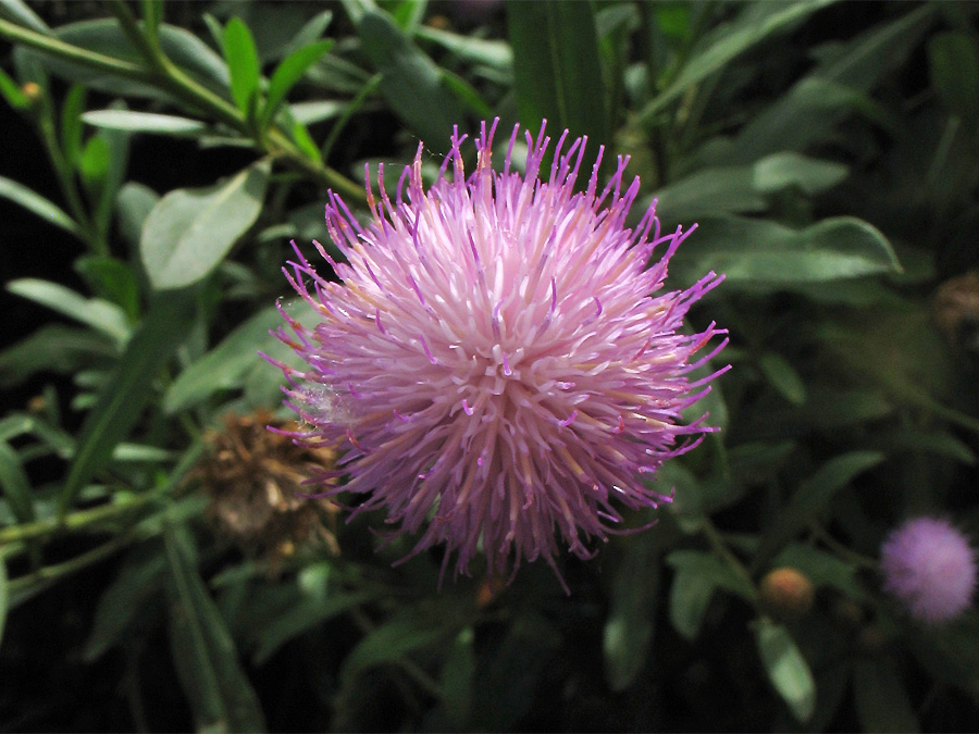 Image of Cheirolophus canariensis ssp. subexpinnatus specimen.