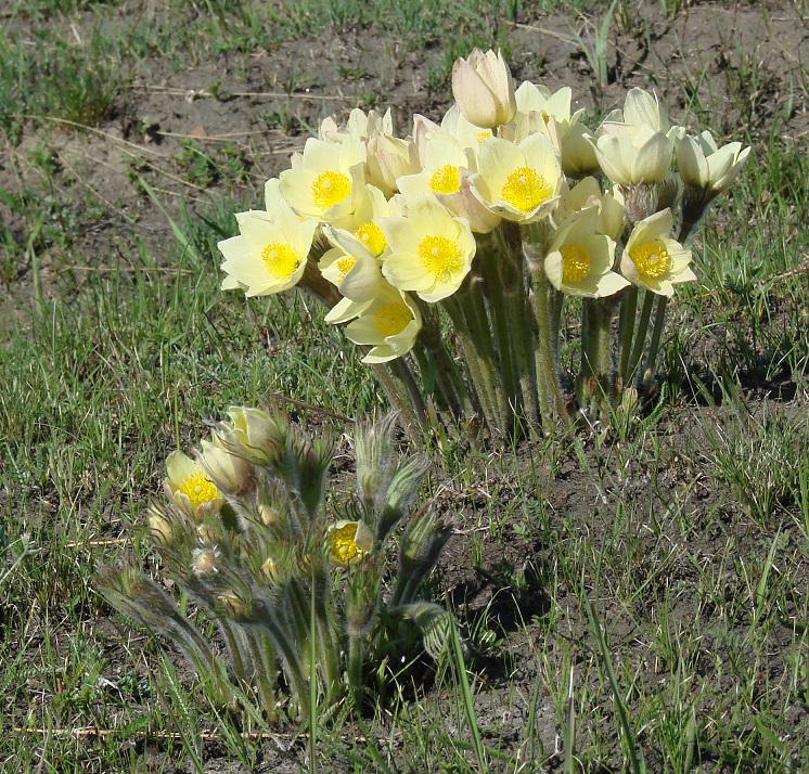 Изображение особи Pulsatilla orientali-sibirica.