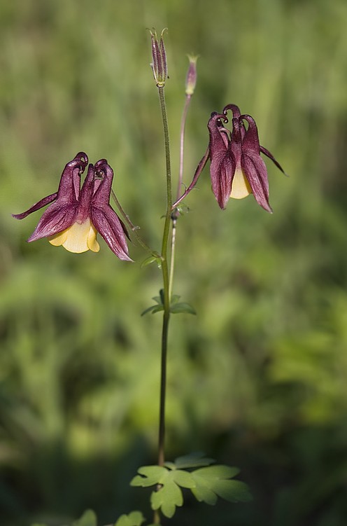 Image of Aquilegia oxysepala specimen.