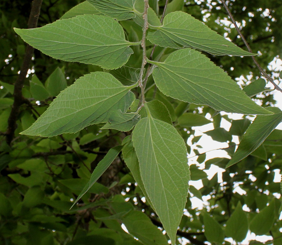 Изображение особи Celtis biondii.