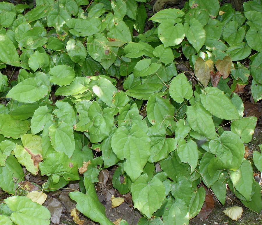 Изображение особи Epimedium stellulatum.