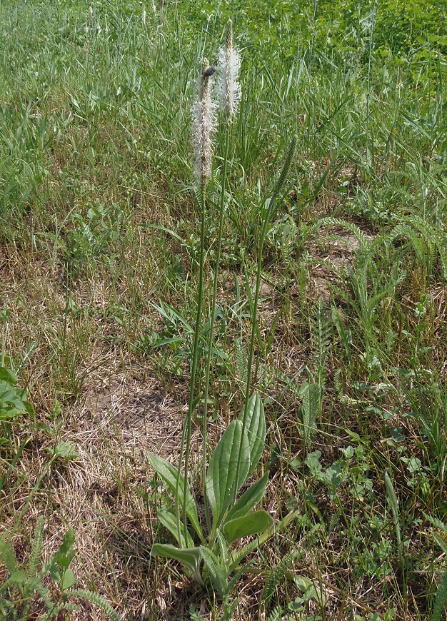 Image of Plantago urvillei specimen.